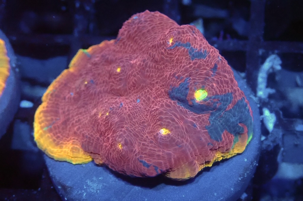 CH4 四色調色盤（開大約1.5 吋）