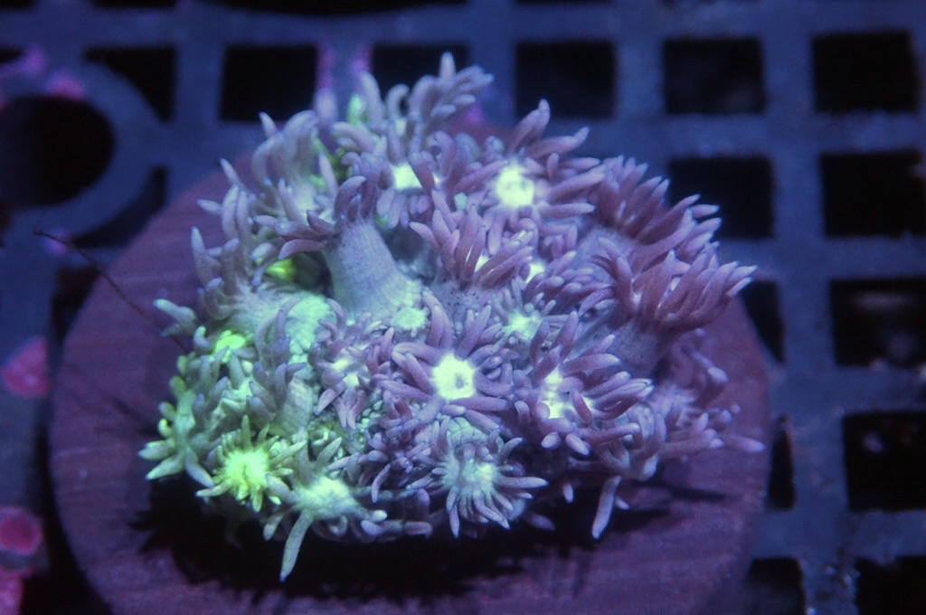 MG4 寶石花仔（frag座3.5cm)