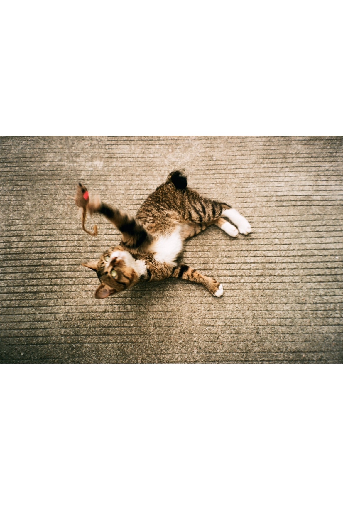 Lucky Color 200 36張 3盒裝