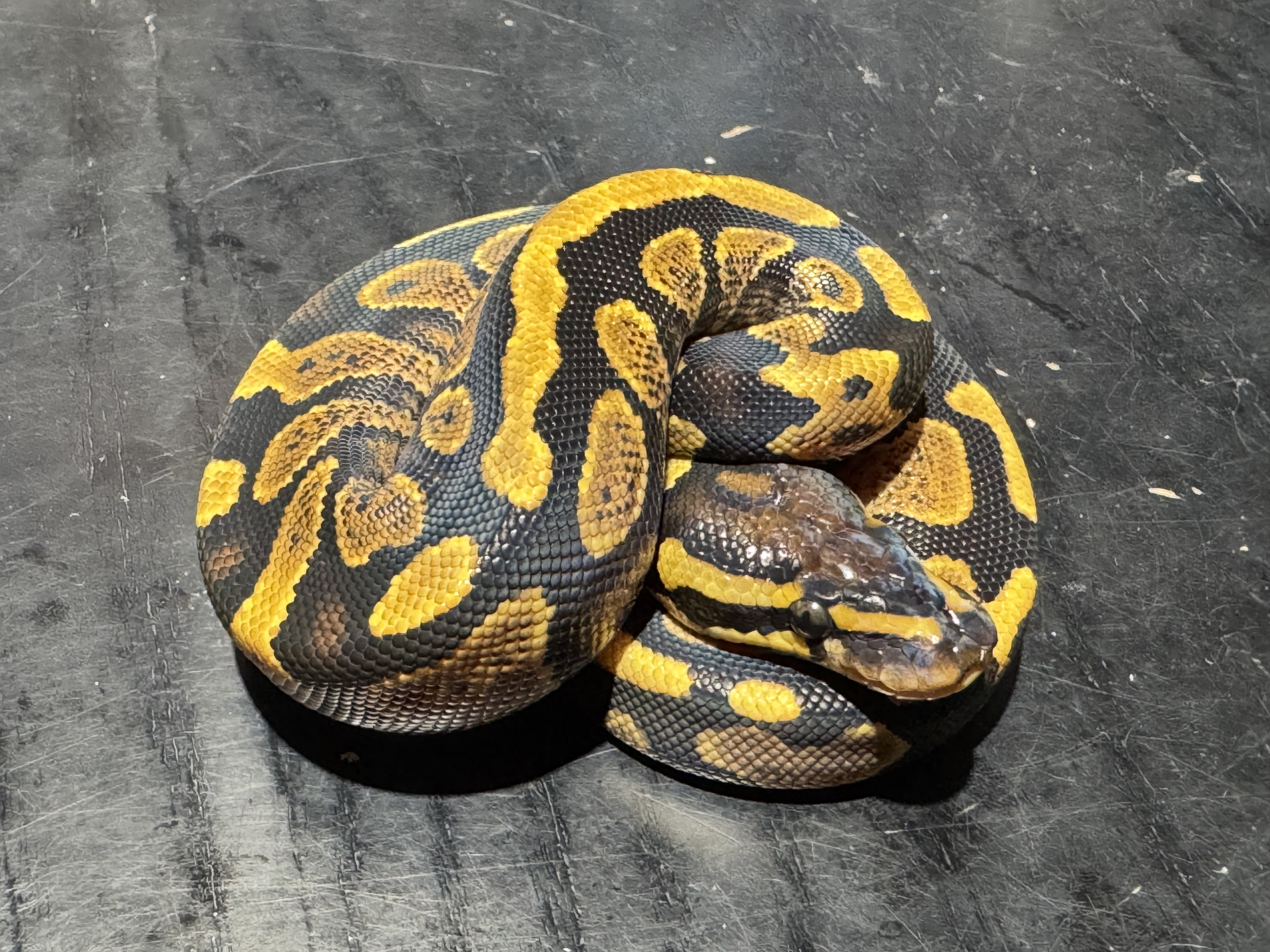 26 Yellow Belly or Asphalt 1.0
