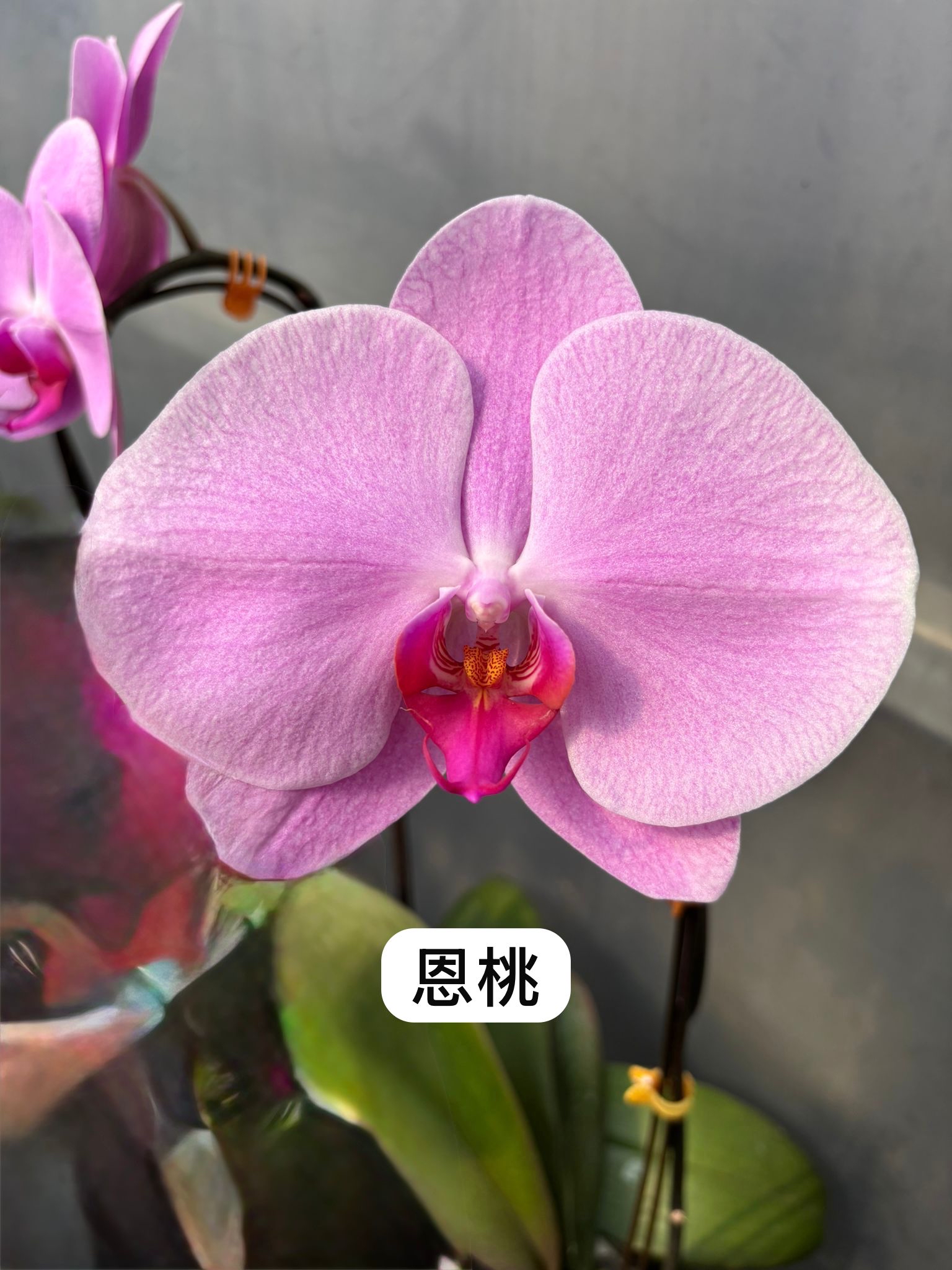 日本品種蝴蝶蘭-恩桃