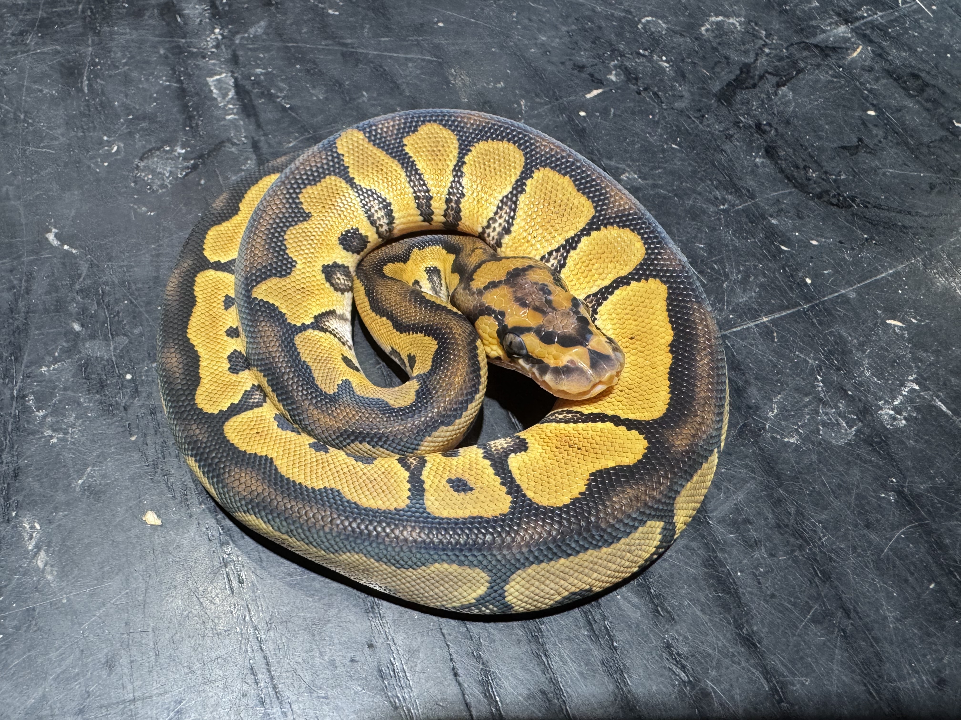 26 Yellow Belly Clown 1.0