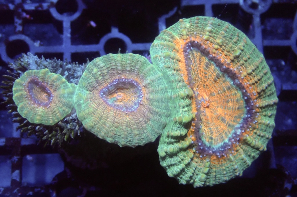 E3 分支骨針腦 （開大約2.5吋）