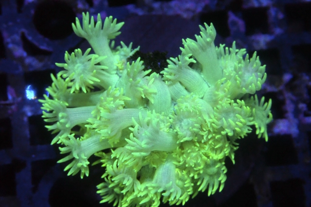 MG16 寶石花仔（Frag座3.5cm)