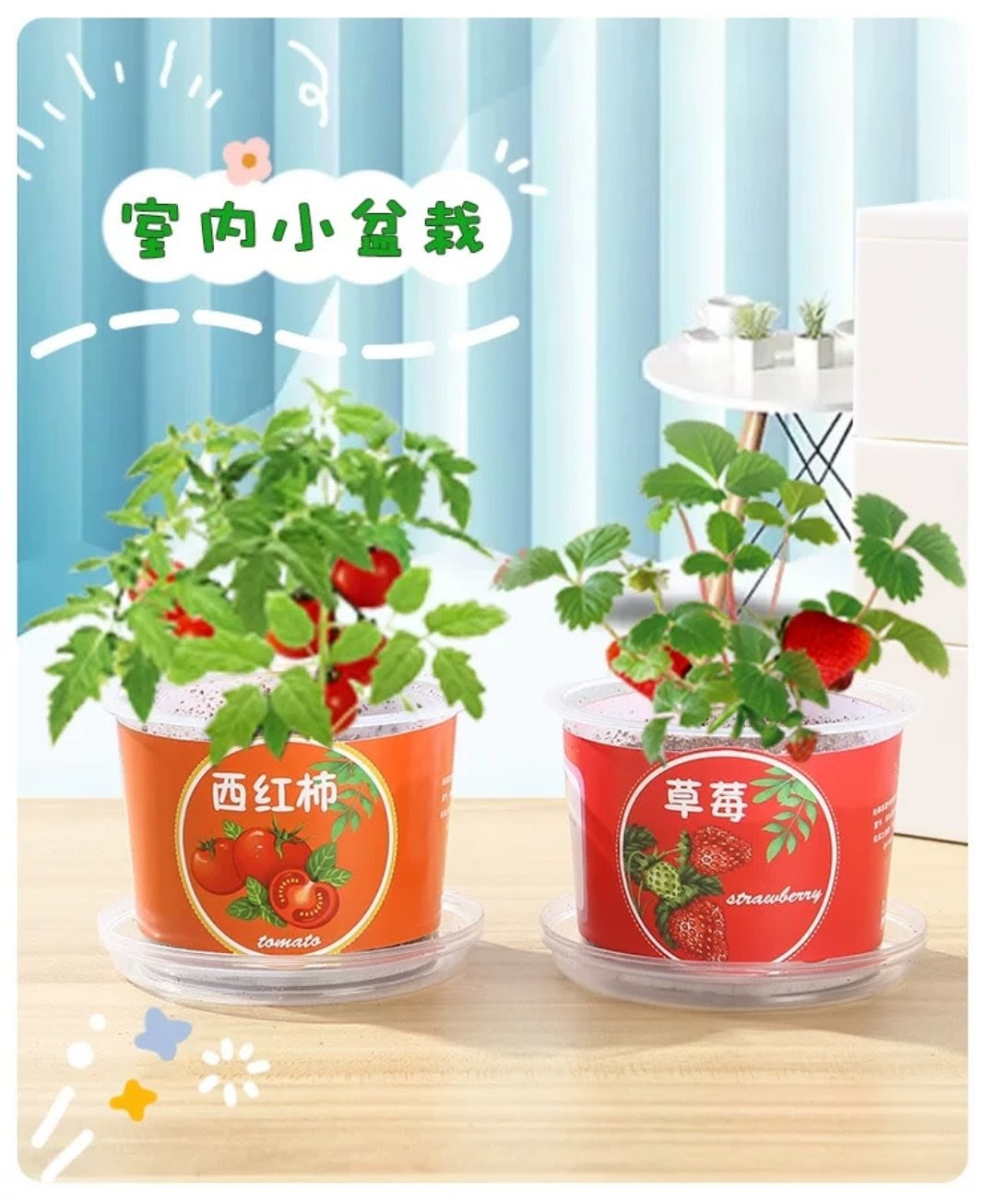 STEM科學實驗材料包- 種植觀察小盆栽 (G742) 🚛 送貨方式請選(4)        