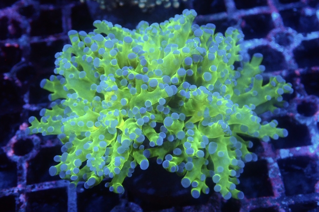 F12 啫喱 （開大約3.5吋）