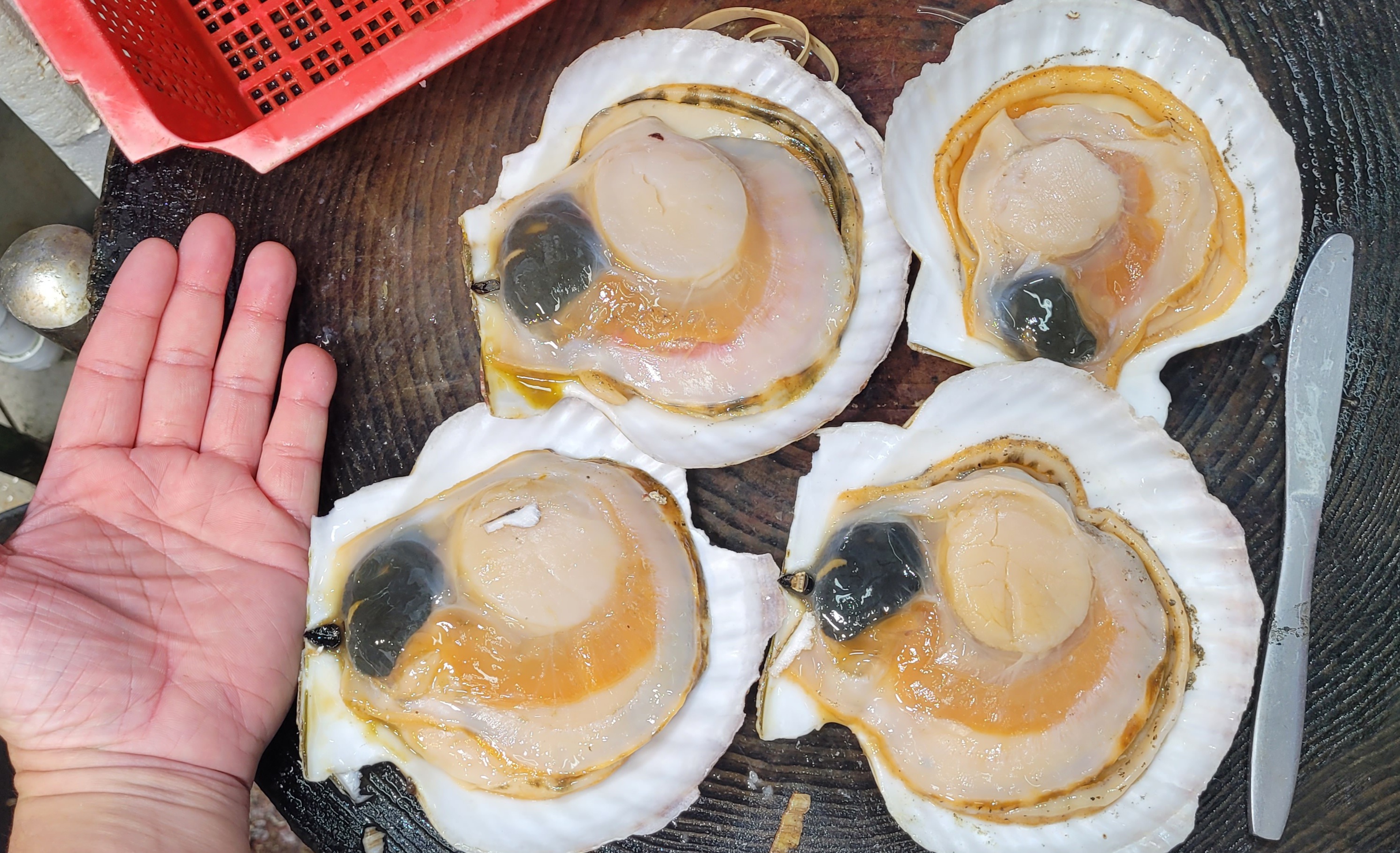 🇯🇵冰鮮日本野付區帆立貝 (即元貝/扇貝) 熟食用🐚🔥