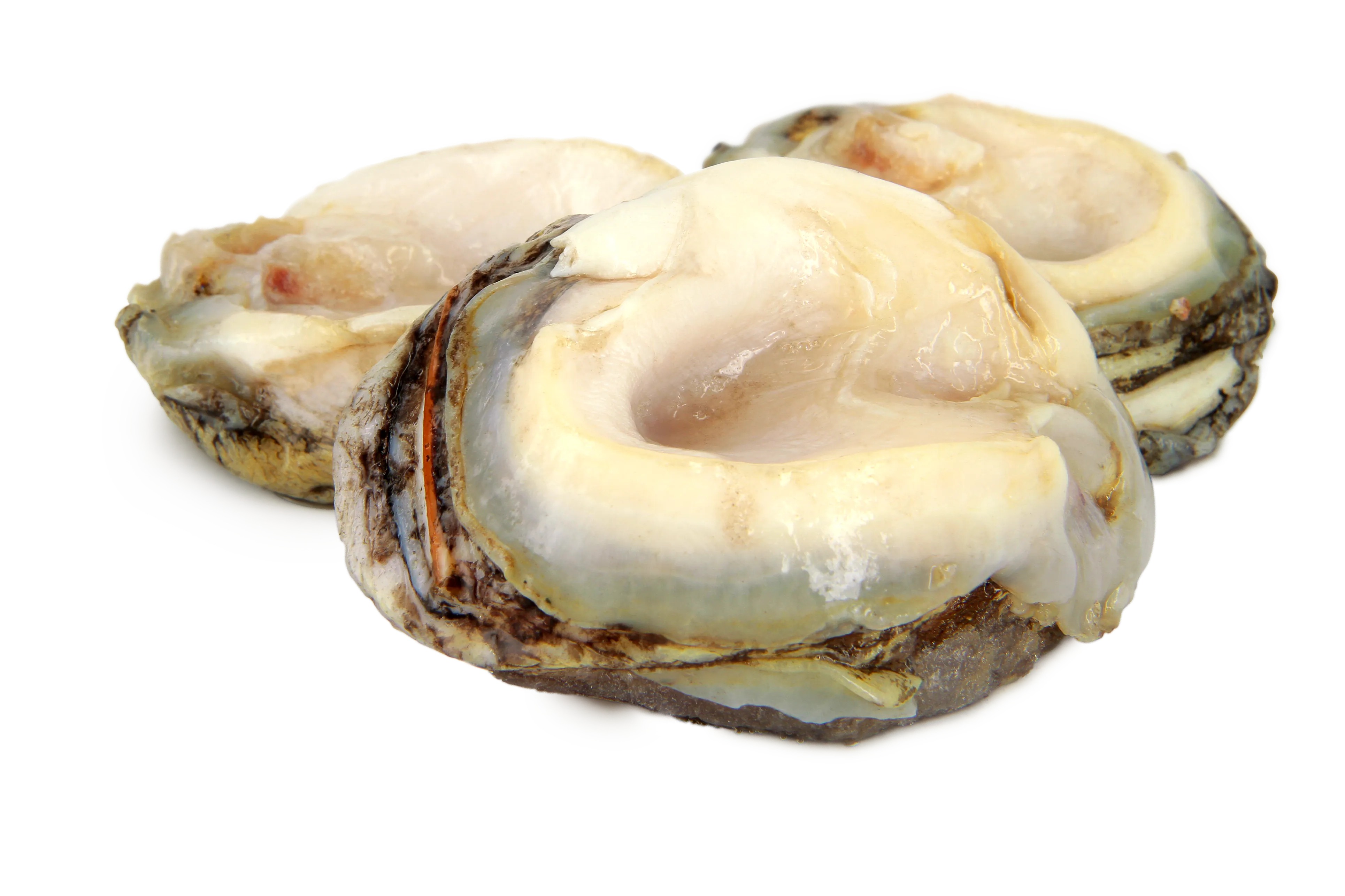 急凍智利鮑螺 (1磅)