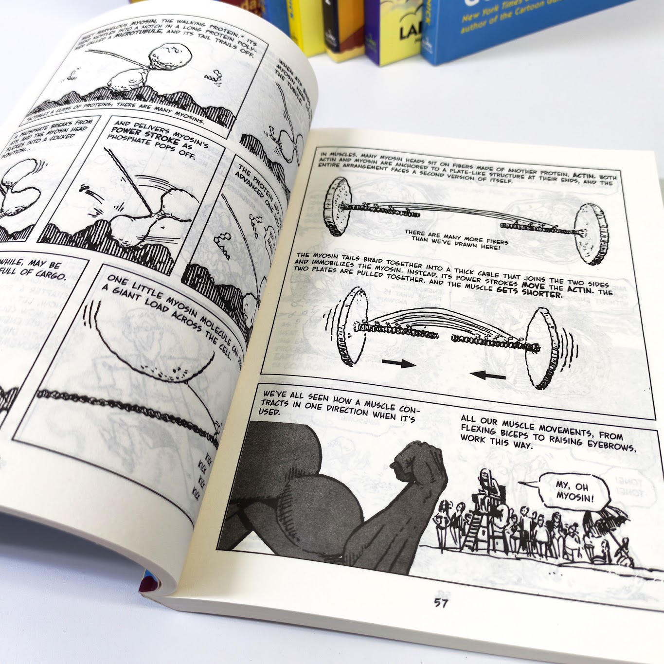 The Cartoon Guide Series 9 books   | Paperback | 爆笑科學漫畫系列 |英文原版英語科普讀物9冊  | B136  