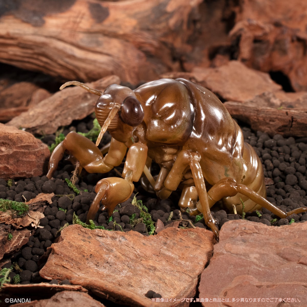 (預訂訂金 $100) (總價 $300) (Gashapon Online 限定) Bandai 生物大圖鑑 大棕色蟬 02 展示支架套裝 扭蛋 (行版) Cicada 02 Large Brown Cicada Display Stand Set