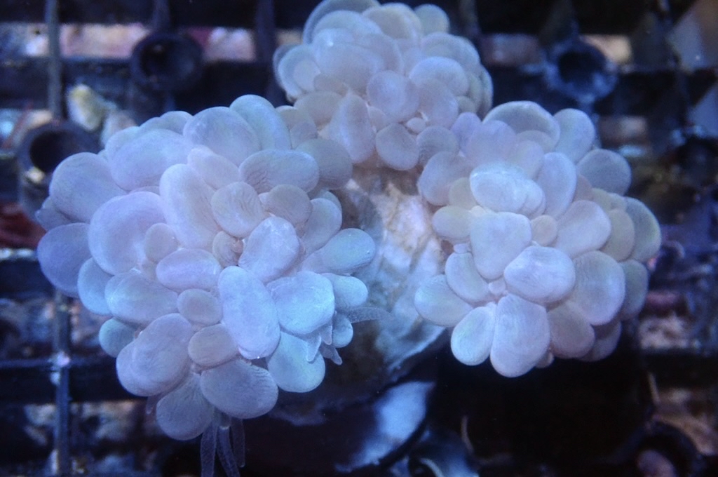 BU10 白波子（大約2.5 吋）