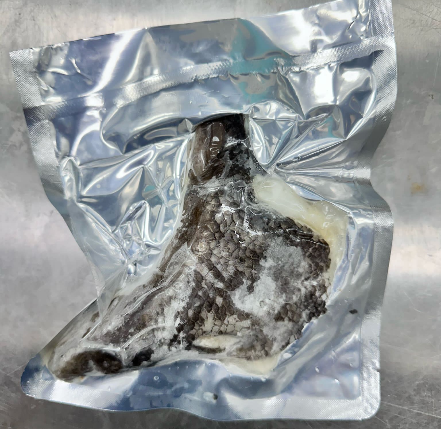 南極犬牙魚魚鮫肉🐟😋