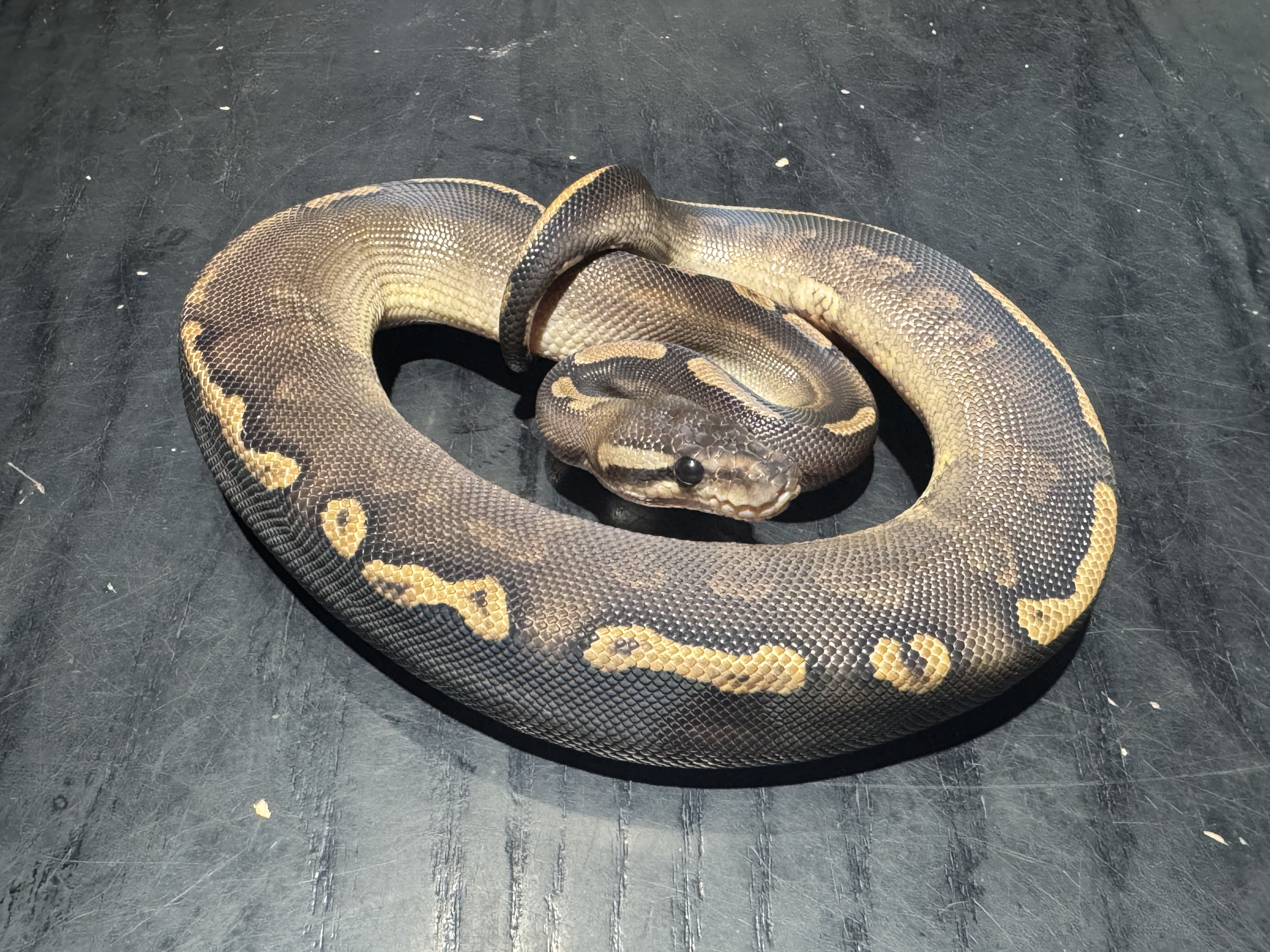 26 GHI Black Pastel  Het Pied 0.1