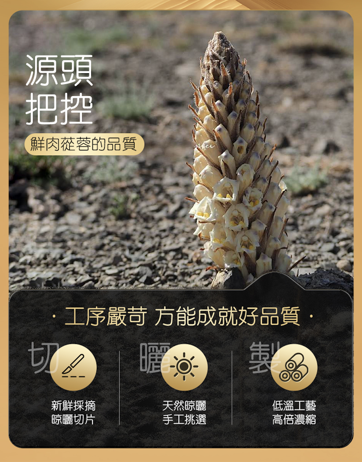 壯本 肉蓯蓉原漿 (30ml x 10支) *適合素食者