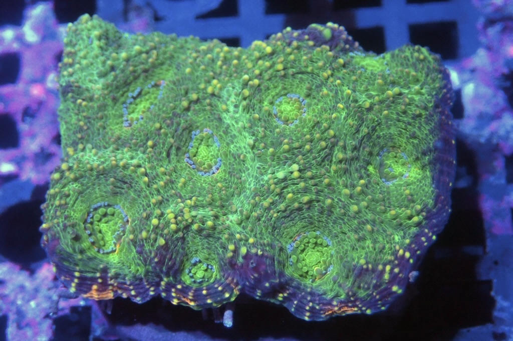 N6（FRAG座3.5CM）