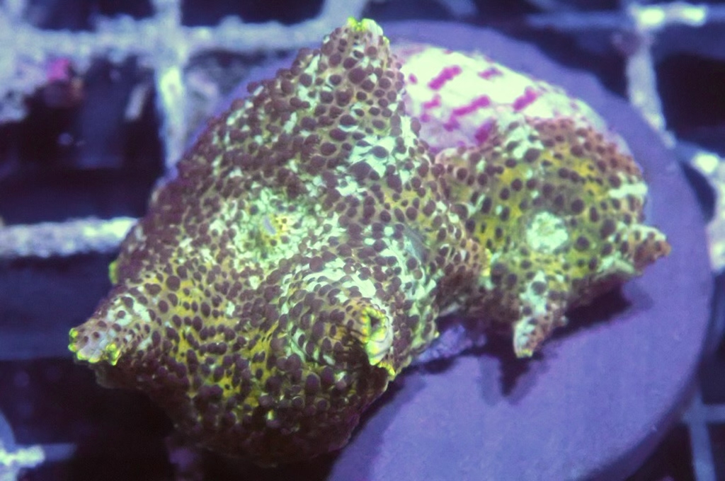 M20  菇（frag座3.5cm)