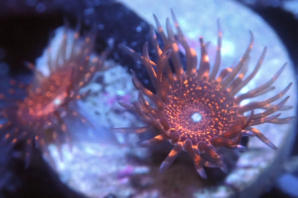 Z8 鈕扣（FRAG座2CM）