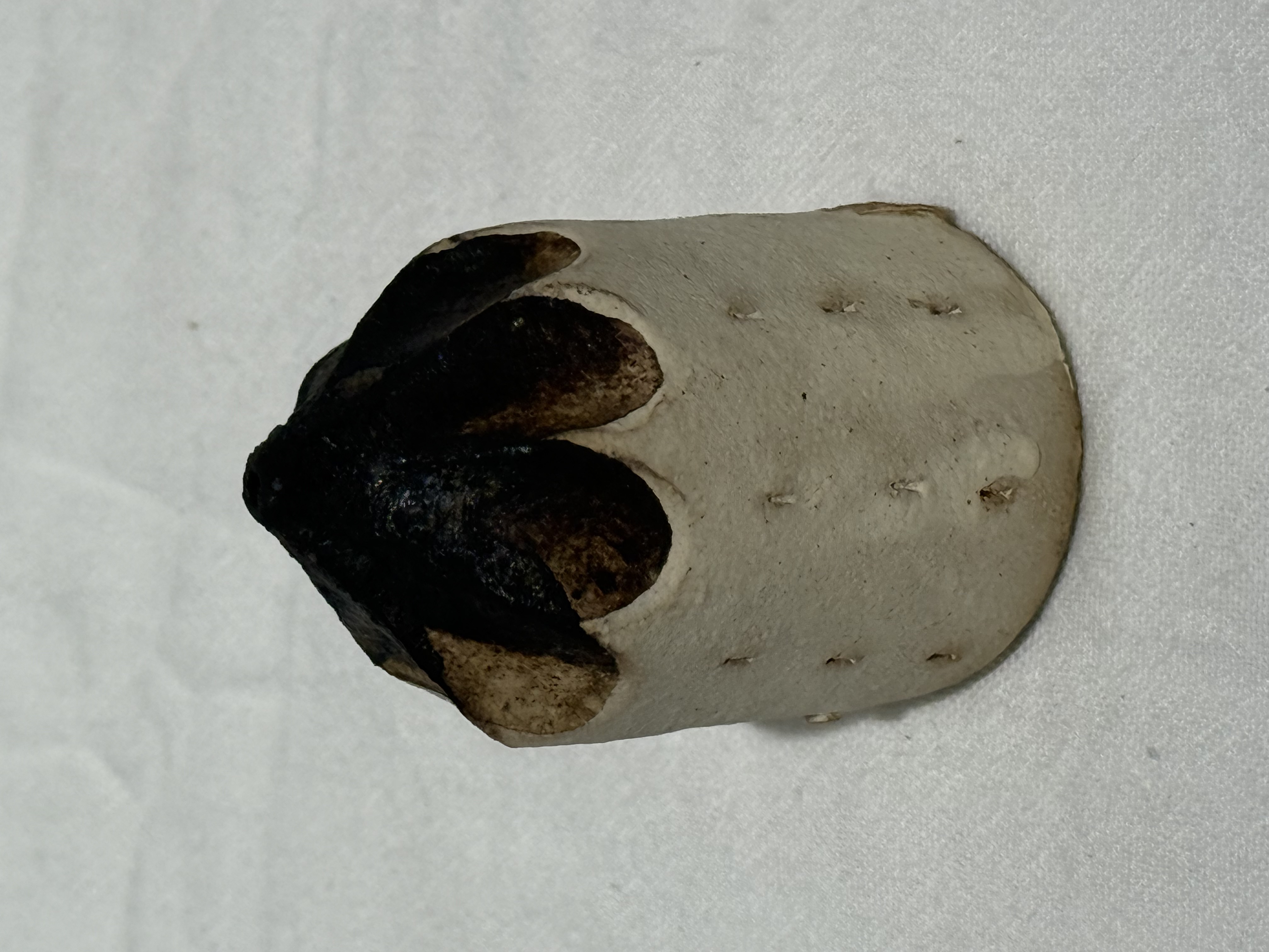 村上直子 房子擺件 圓形