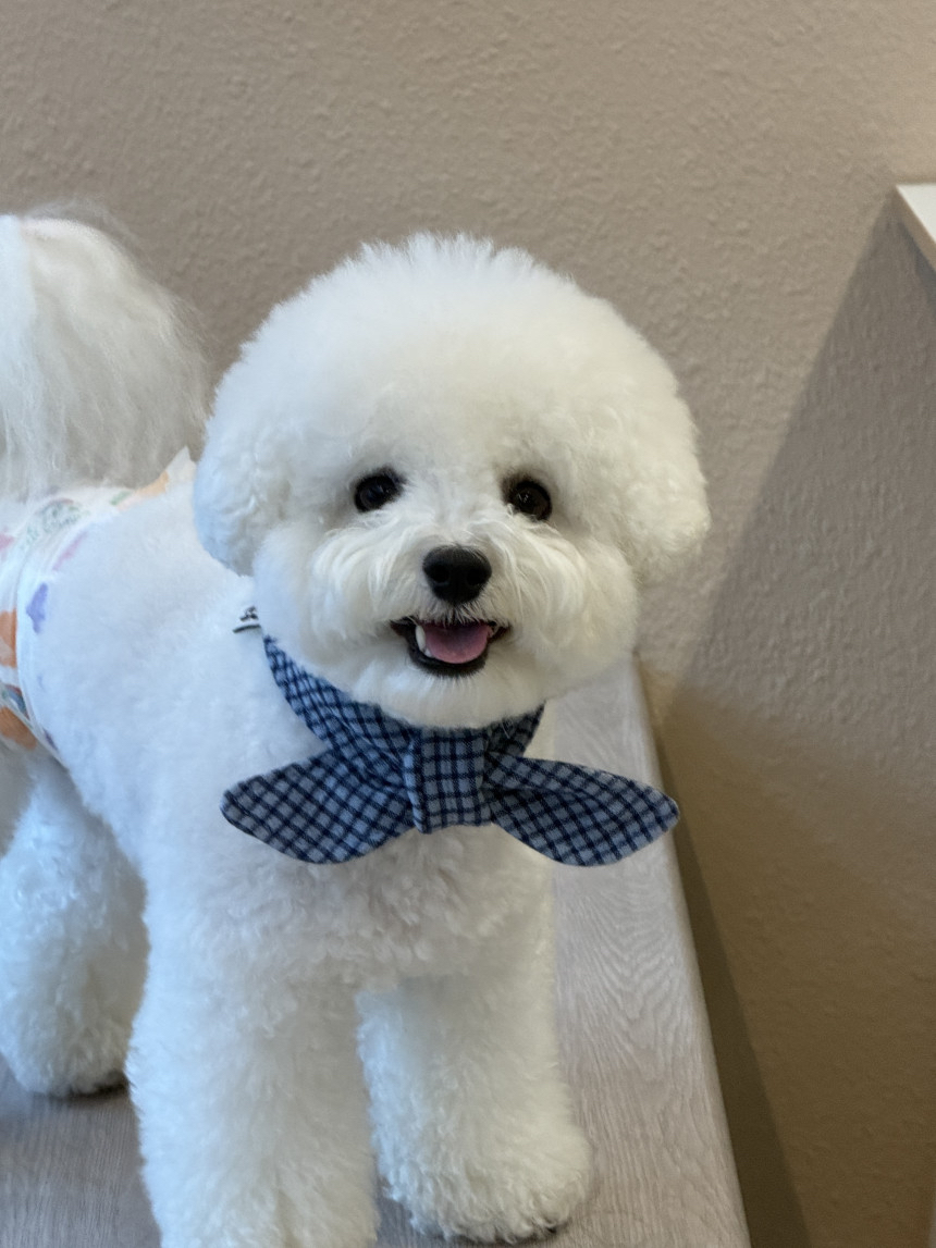 韓國🇰🇷 Nong bu style cape