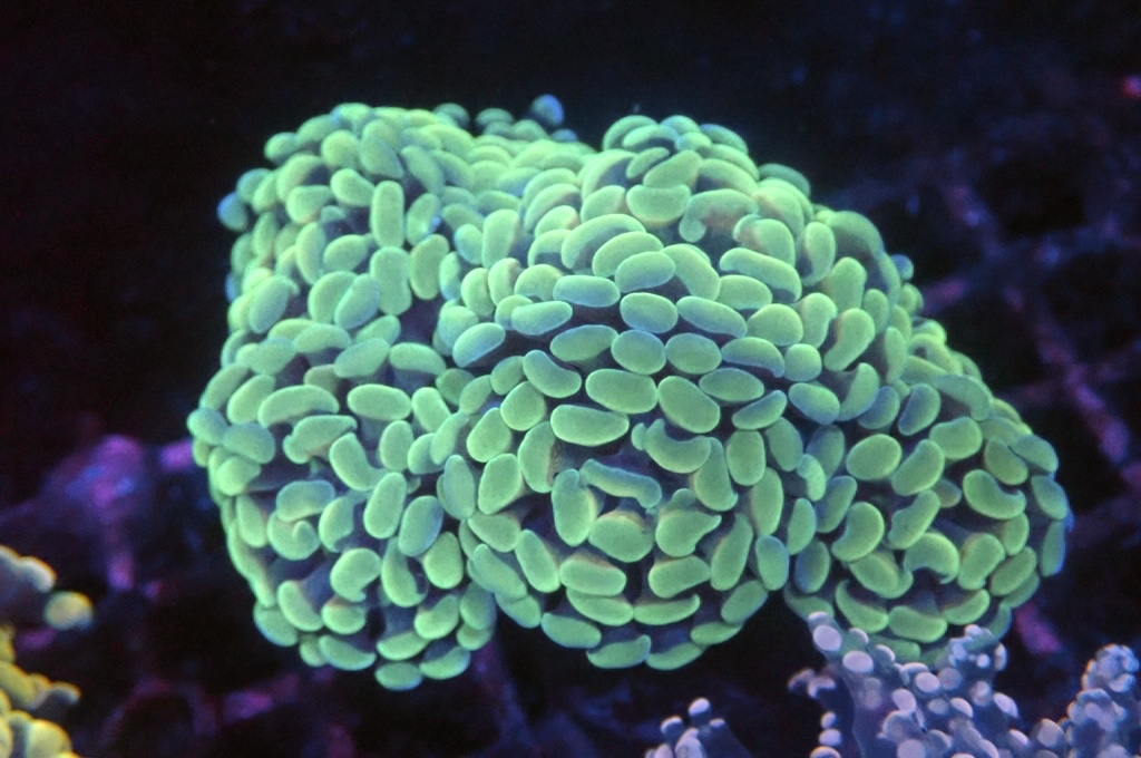 BH6 豬腰（開大約3.5吋）