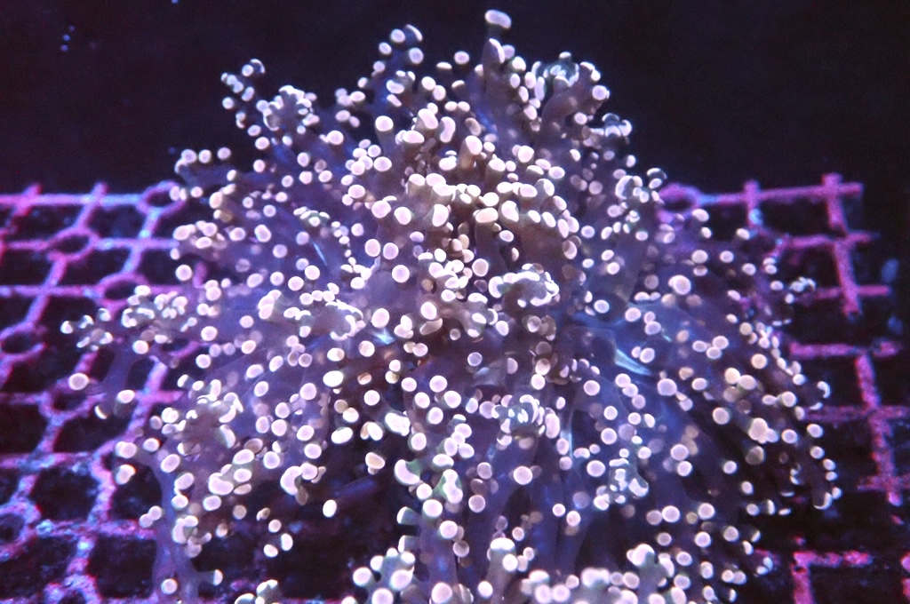 F18 啫喱（大約4.5吋）