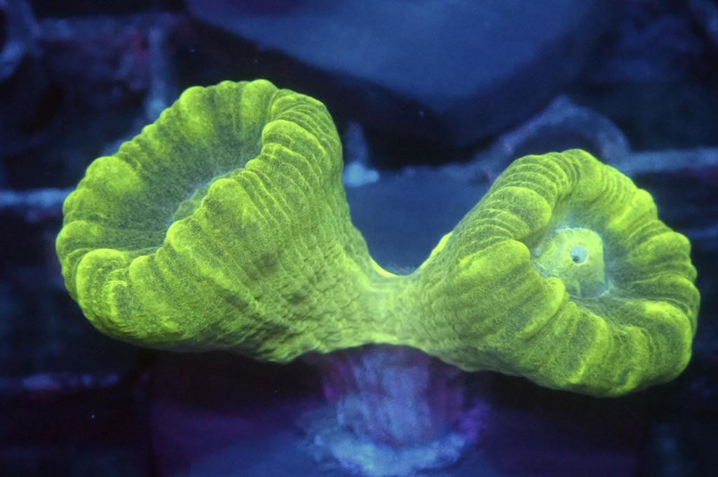 CC6 分支腦（frag座3.5cm)