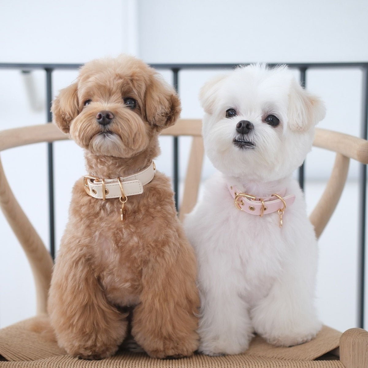 🌸 【預訂】Chiikawa 小型犬用 頸圈(合皮)