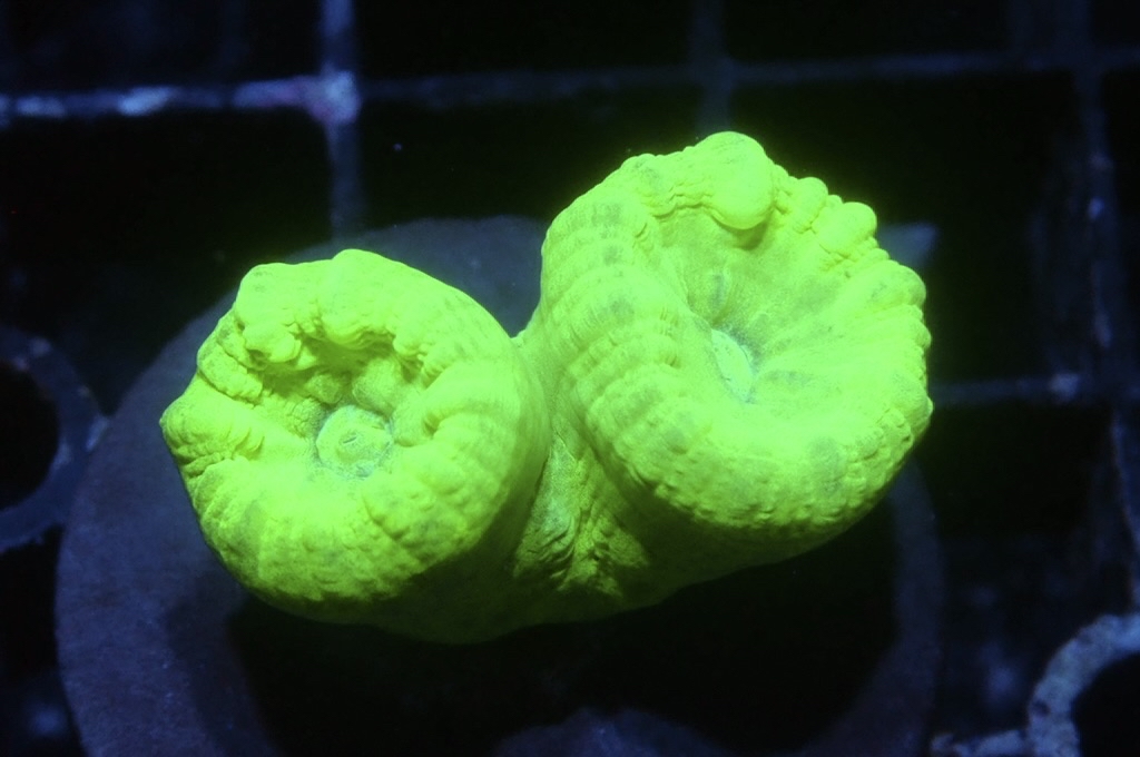 CC4 螢光綠分支腦（Frag座3.5cm)