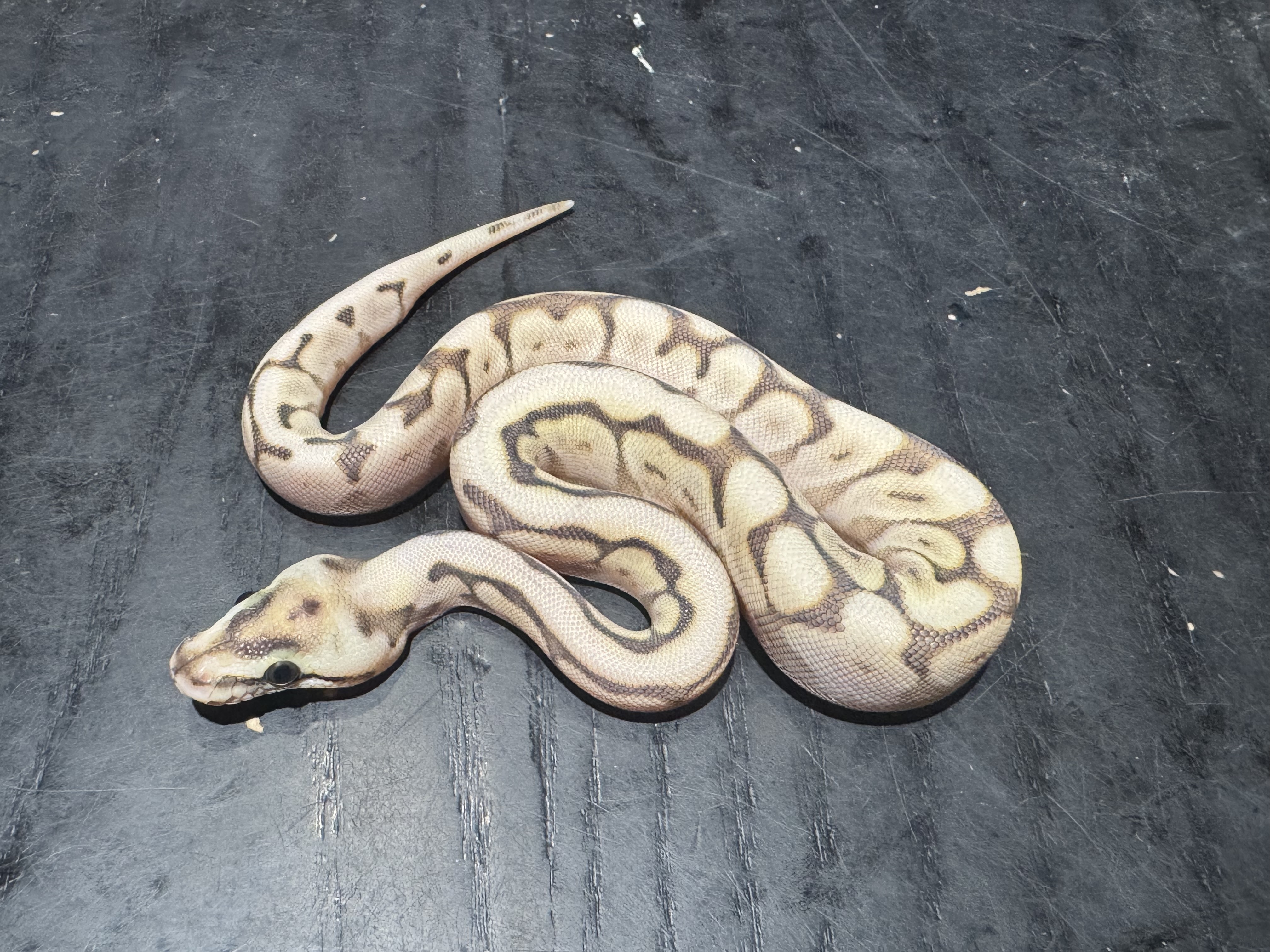 26  Pastel Spider Lesser Scaleless Head het Ghost 0.1