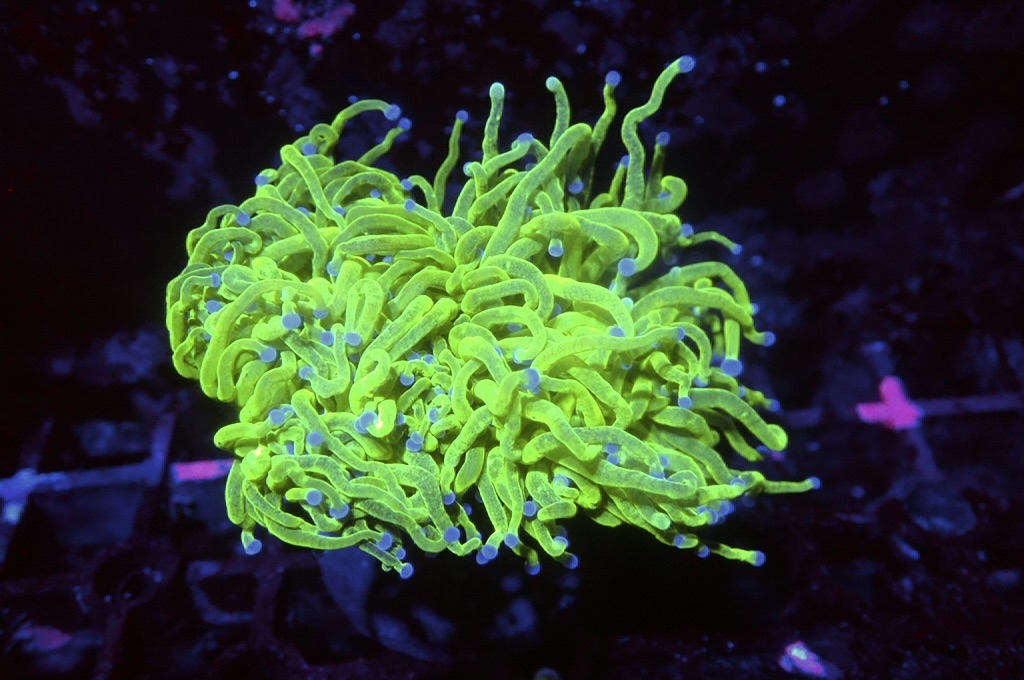 T10 藍點綠火柴（開大約2.5吋）