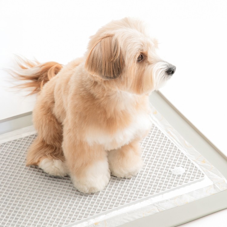 *BiteMe🇰🇷Zero Guard Silicone Mat 面層矽膠網格墊