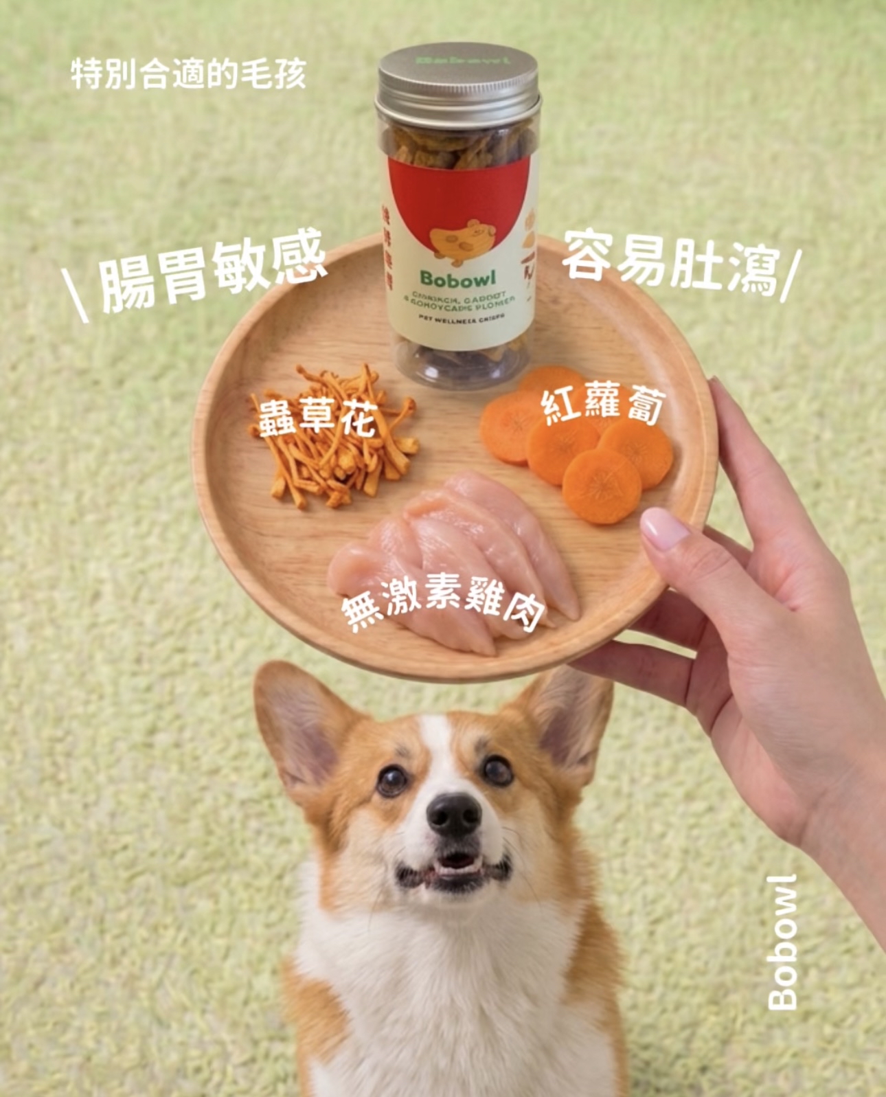 🐔雞肉養生脆片・健脾益胃 