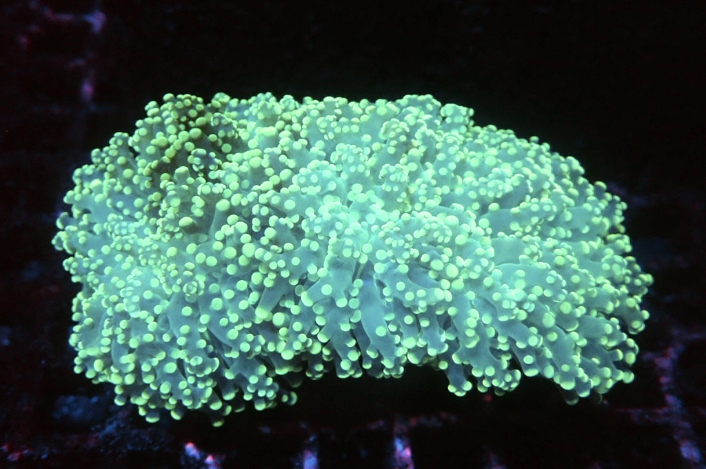 F22 啫喱（開大約3.5吋）