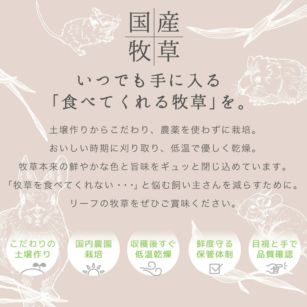 日本Leaf Corp 國產上癮提摩西草100g 