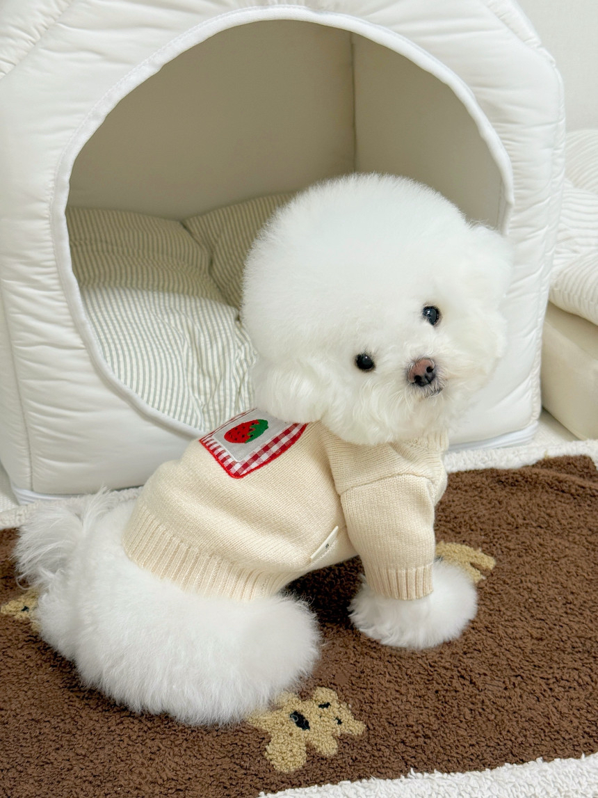 韓國 🍇甜甜jamjam🍓衫衫 