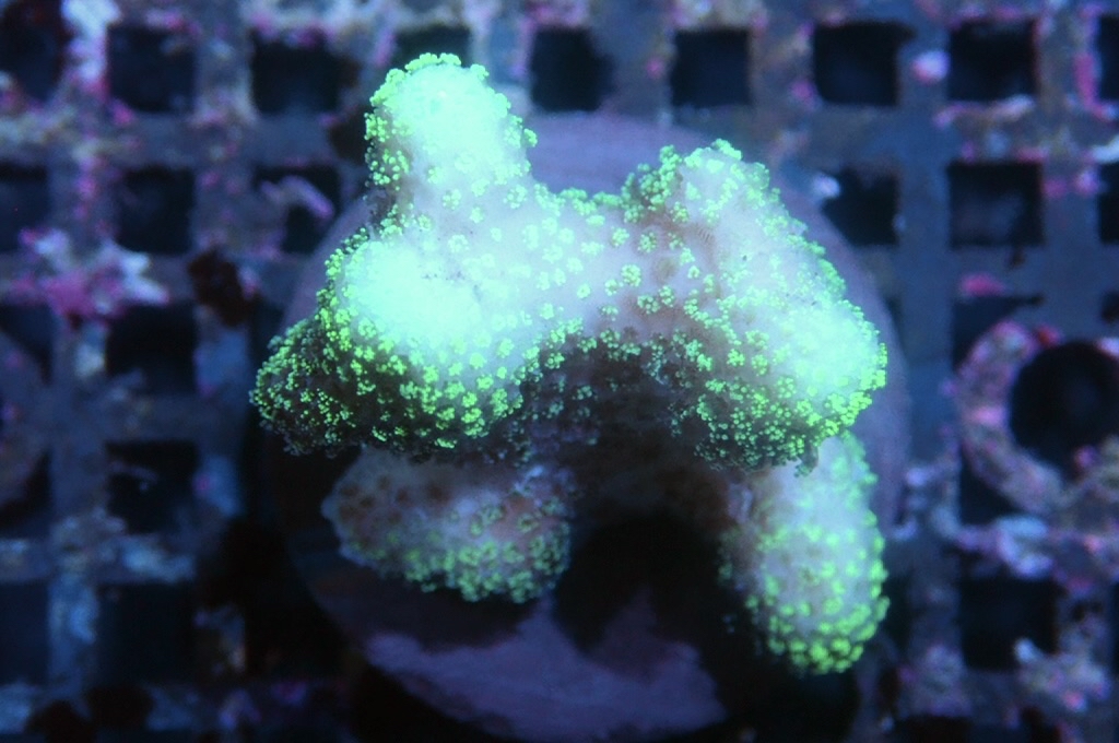 K9 螢光綠貓骨   （frag座3.5cm)