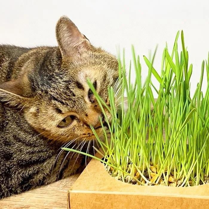 汪喵星球 貓草新鮮栽培盒-貓咪生菜(一套3盒）