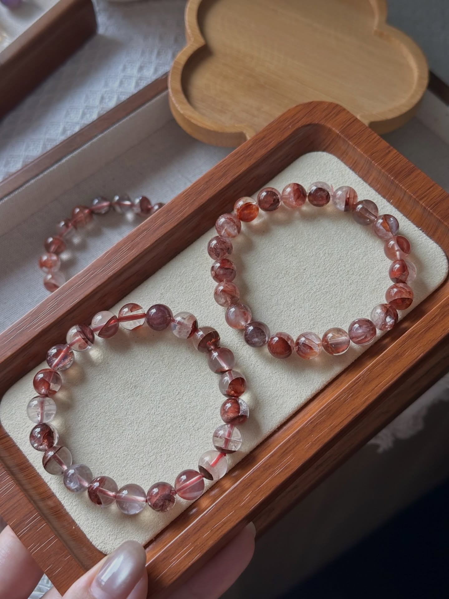 红胶花 | Hematoid 