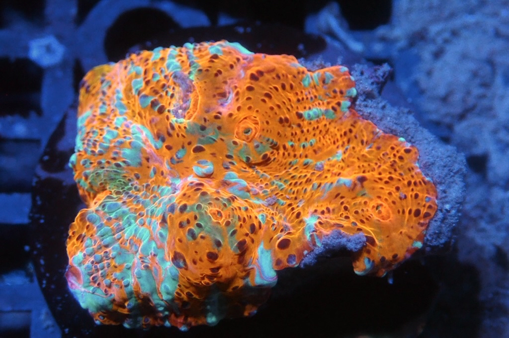 N2 （FRAG座3.5CM）