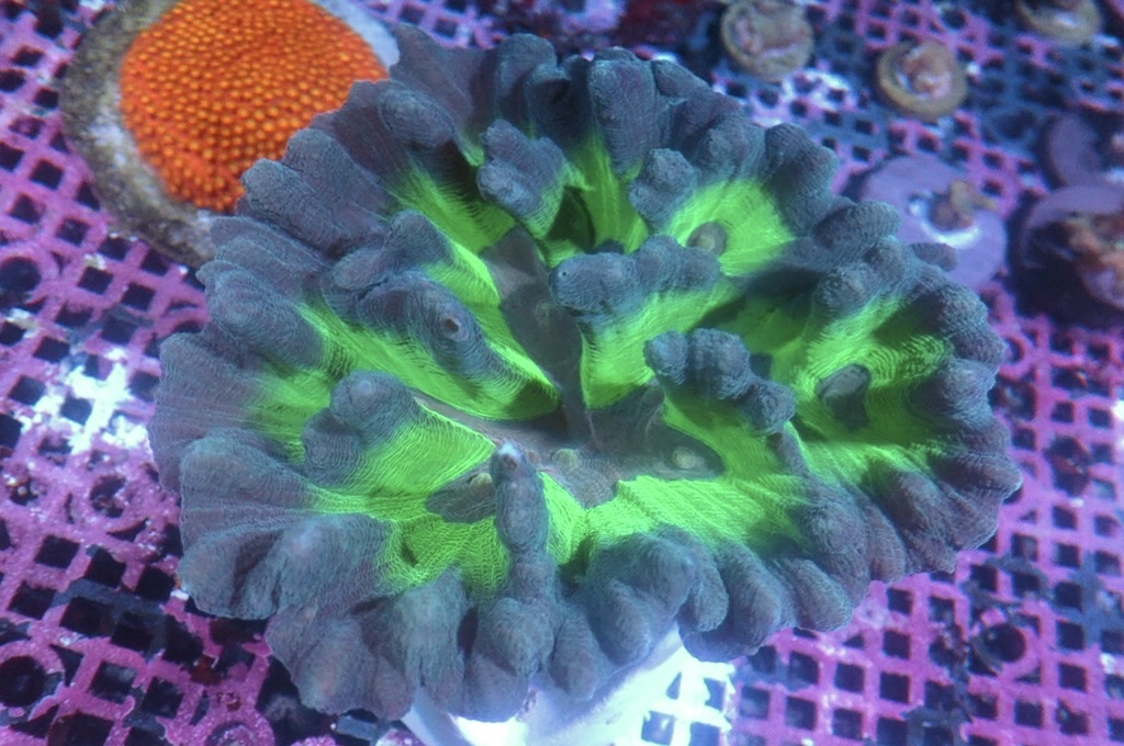 K15 雲片腦（大約5.吋）