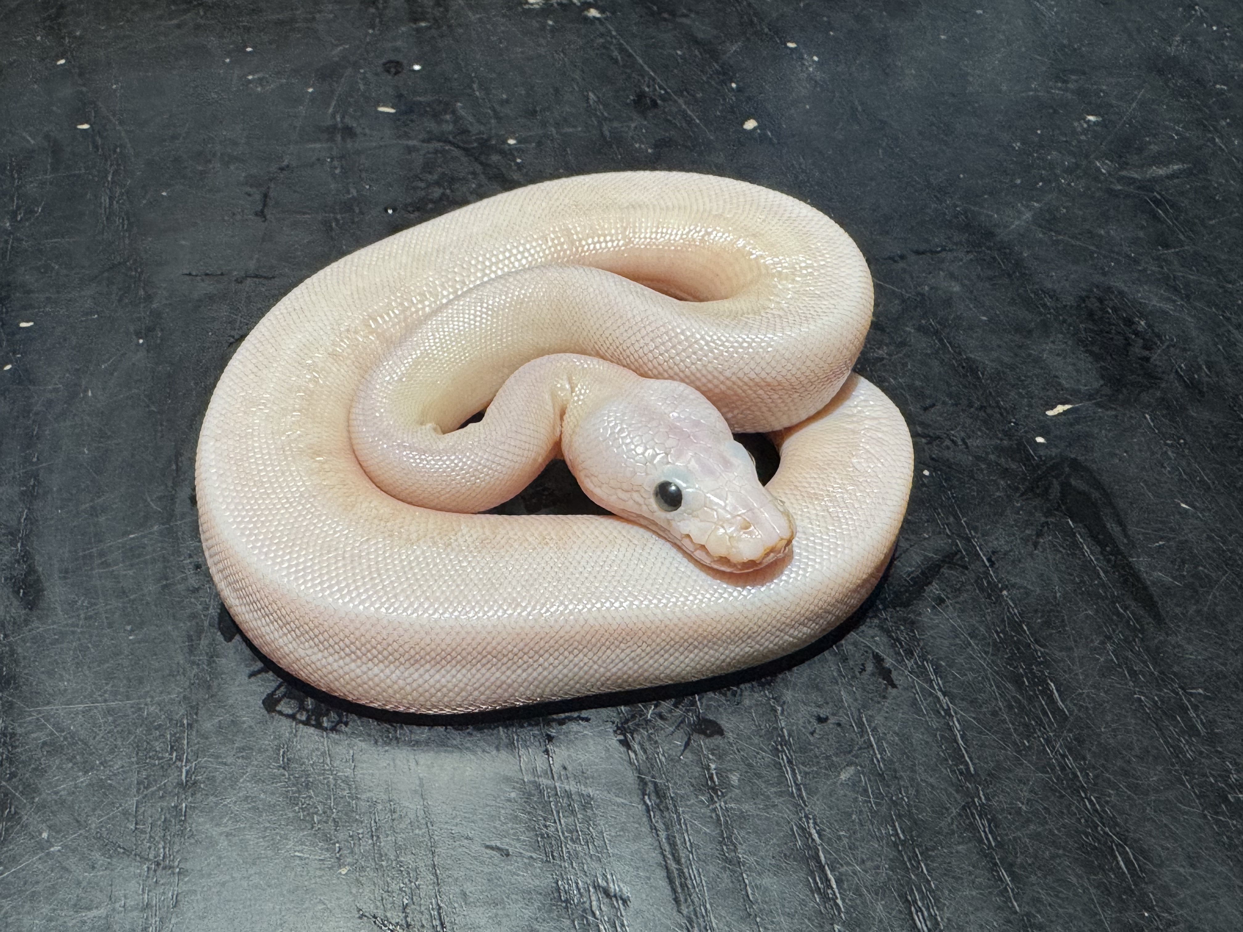 26 Lucy「Super Fire  Or/& Super Butter 」 poss Pastel Leopard  Pinstripe 0.1