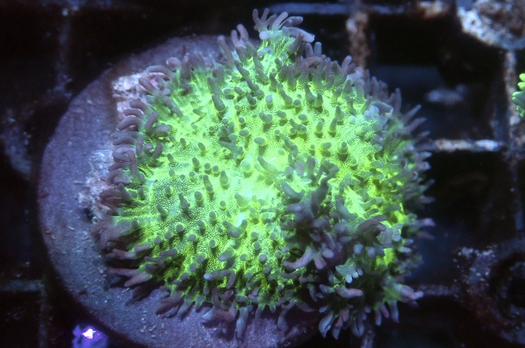 M11 菇（frag座3.5cm)