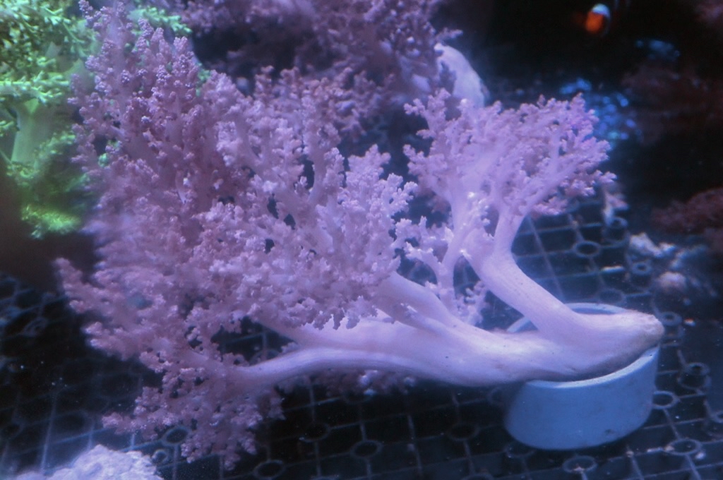 Tree 11 肯亞樹 （開大約6.5吋高）