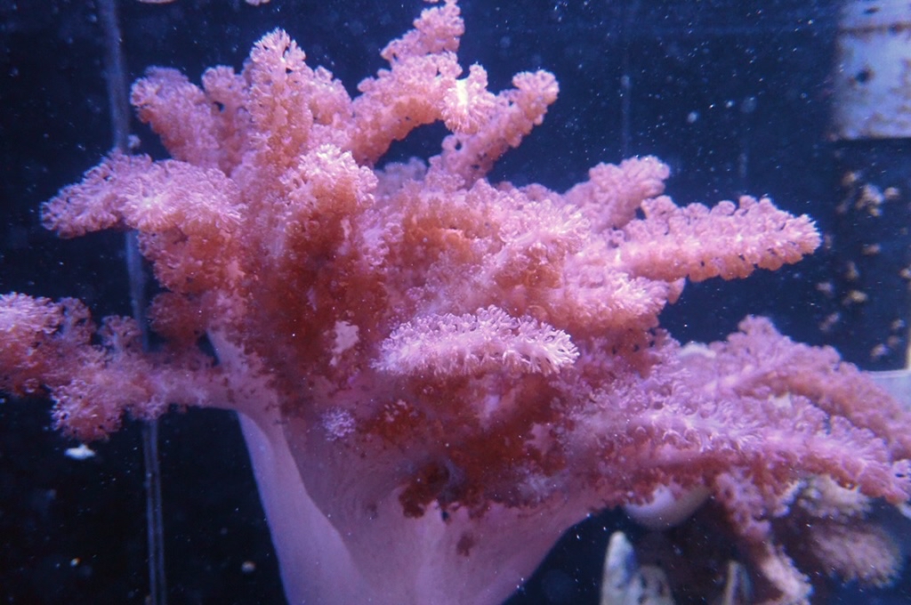 Tree 12 九尾狐 （開約10x8吋）