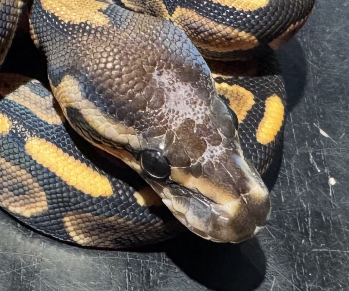 26 Black Pastel Scaleless Head 50% het Ghost 0.1