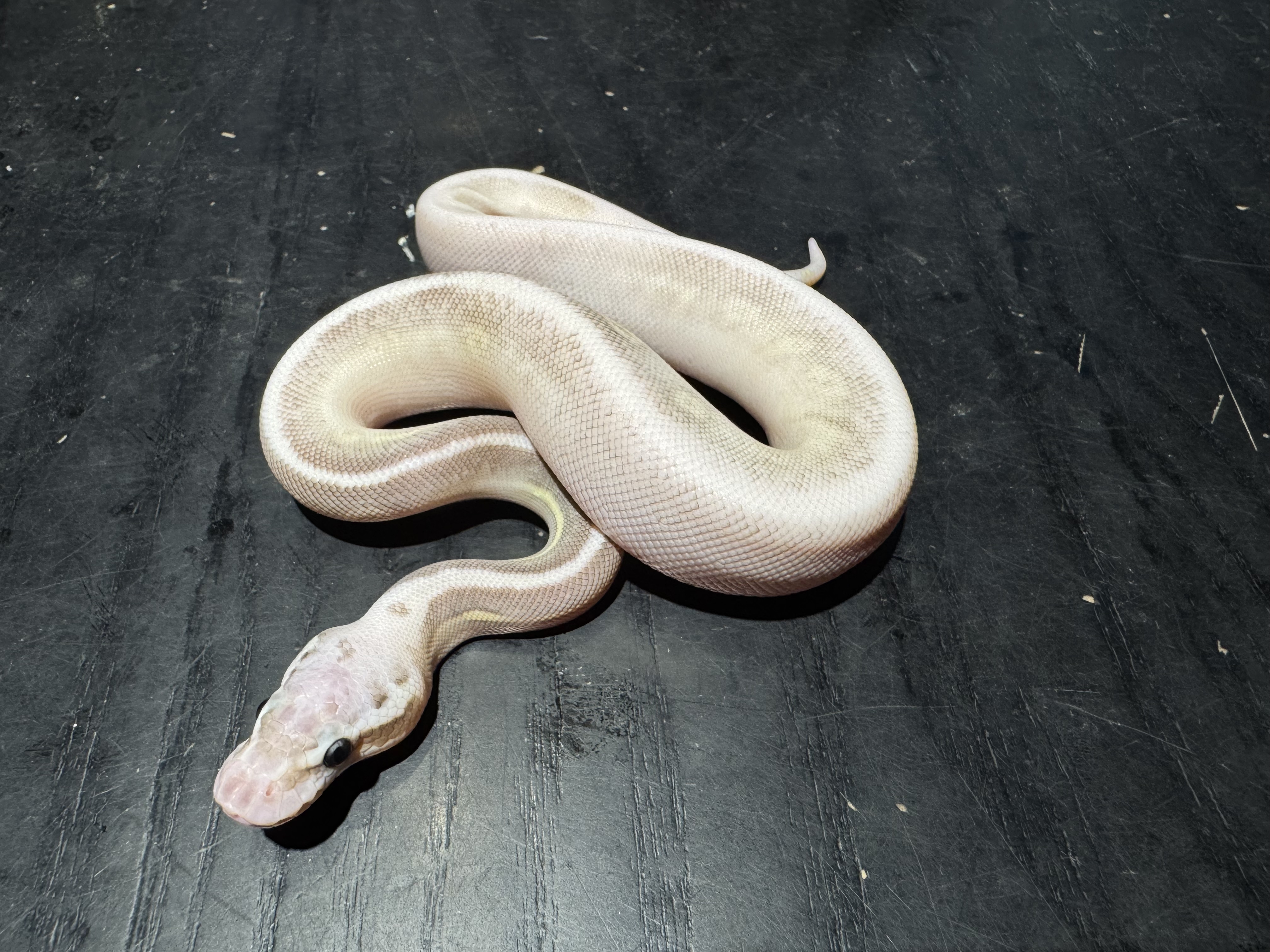 26 Super Pastel Cinnamon Butter het Clown poss Orange Dream  1.0