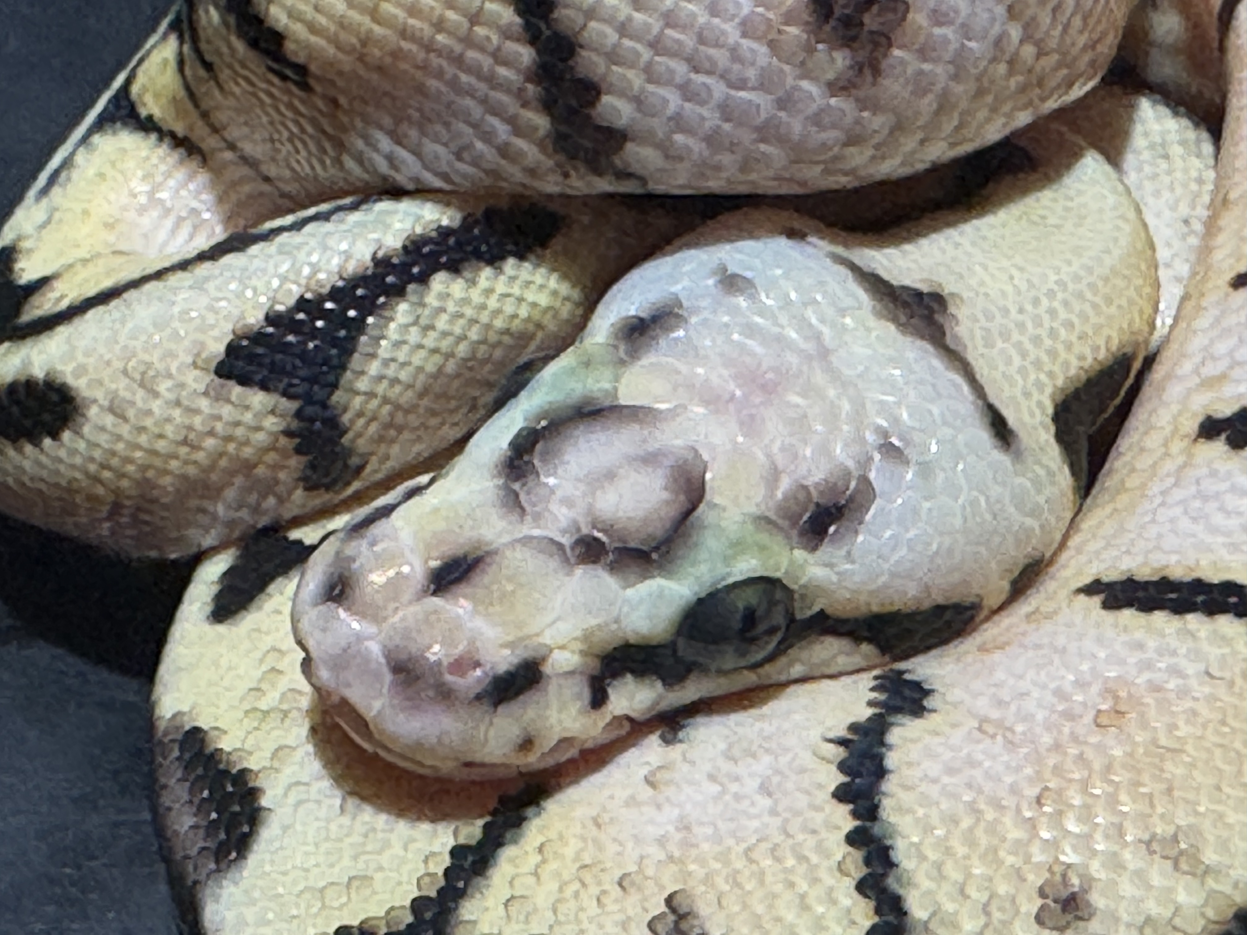 26  Pastel Spider het Ghost poss Scaleless Head 0.1