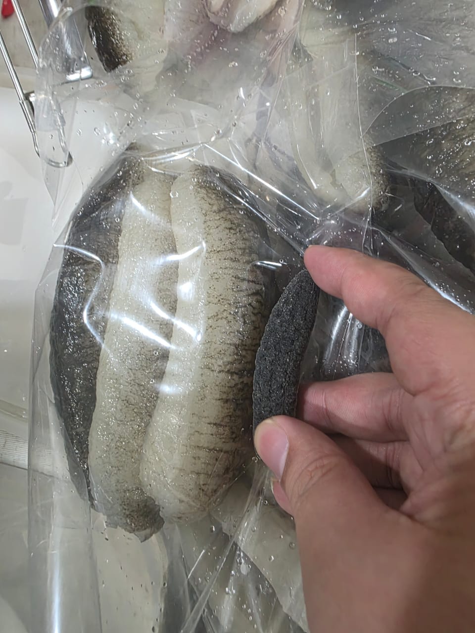 恒发‖ 40-50支 澳洲金山秃 Australia Gold Sea Cucumber 