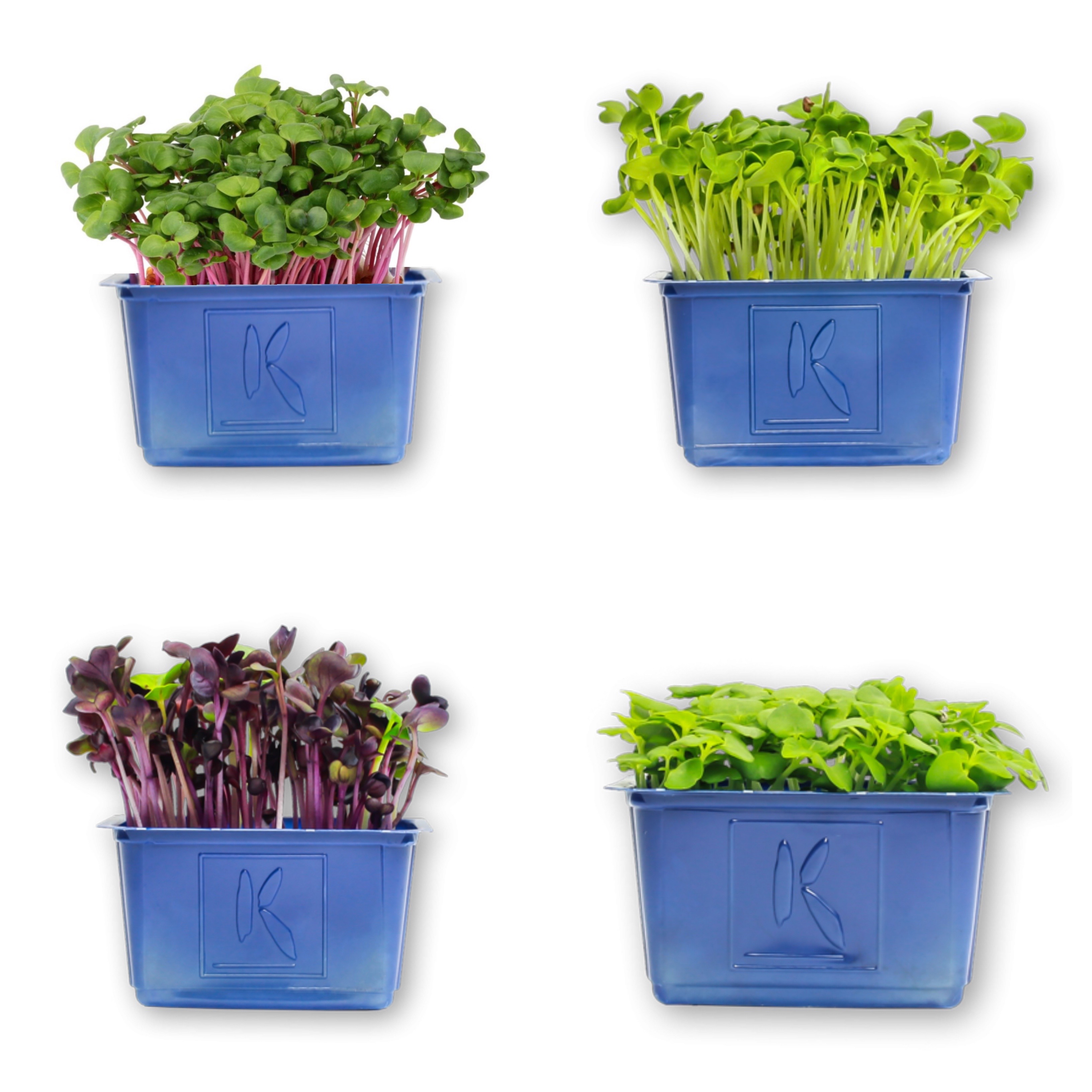 💧荷蘭 微型蔬菜 Holland Koppert Cress Shiso Mix Microgreens