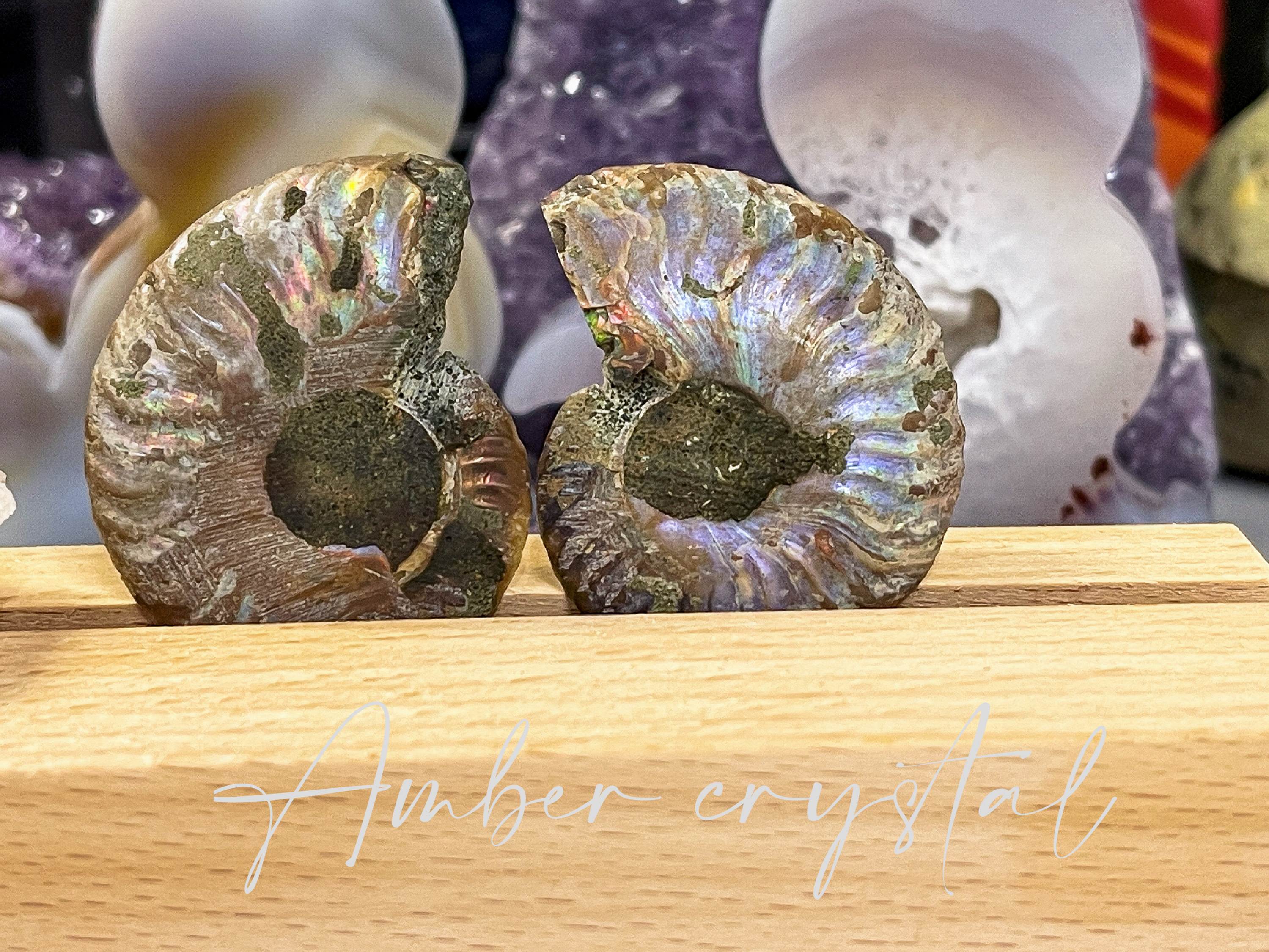 斑彩螺Ammonite 